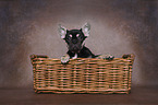 French Bulldog Puppy in basket