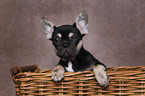 French Bulldog Puppy in basket