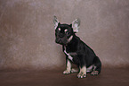 sitting French Bulldog Puppy