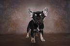 standing French Bulldog Puppy