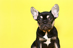 French Bulldog Puppy Portrait