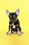 sitting French Bulldog Puppy