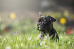 sitting french bulldog puppy