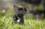 sitting french bulldog puppy
