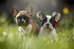 sweet puppies