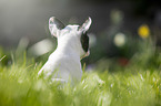 sitting french bulldog puppy