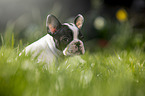 sitting french bulldog puppy