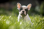 sitting french bulldog puppy