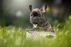 French Bulldog Puppy in the basket