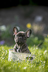 sitting french bulldog puppy