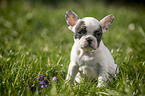 sitting french bulldog puppy