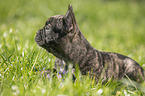 French Bulldog Puppy lies in the grass
