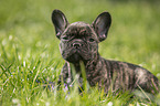French Bulldog Puppy lies in the grass