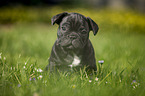 sitting french bulldog puppy