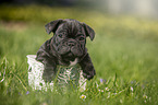 French Bulldog Puppy in the basket