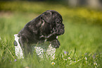 French Bulldog Puppy in the basket