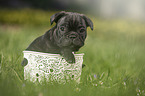 French Bulldog Puppy in the basket