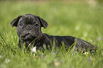 French Bulldog Puppy lies in the grass