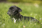 French Bulldog Puppy lies in the grass