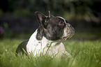 lying French Bulldog