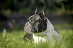 lying French Bulldog