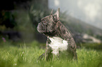 sitting French Bulldog
