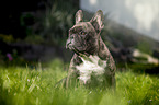 sitting French Bulldog
