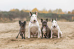 4 dogs