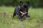 running French Bulldog