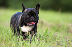 running French Bulldog