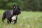 standing French Bulldog