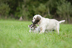 Golden Retriever and French Bulldog