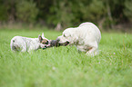Golden Retriever and French Bulldog