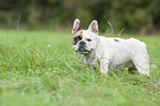 standing French Bulldog