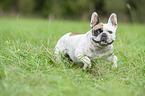running French Bulldog