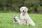 Golden Retriever and French Bulldog