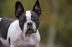 French Bulldog Portrait