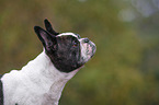 French Bulldog Portrait