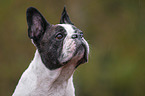 French Bulldog Portrait