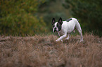 running French Bulldog
