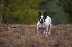 standing French Bulldog