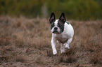 running French Bulldog
