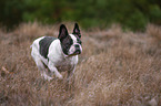 running French Bulldog