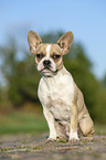 young French bulldog puppy
