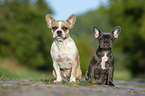 young French bulldog puppy