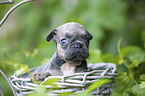 French bulldog puppy in a basket