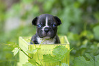 French bulldog puppy in a crate