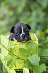 French bulldog puppy in a crate