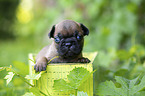 French bulldog puppy in a crate