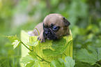 French bulldog puppy in a crate